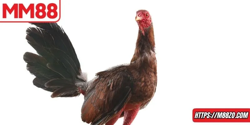 Tham gia đá gà Thomo với hàng loạt ưu điểm